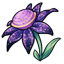 Sugar Plum Stellar Bloom