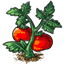 Red Tomato Plant