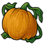 Pumpkin on the Vine