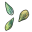 Skirted Pitcher Seeds