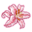 Pink Stargazer Lily Sticker
