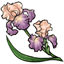 Dawn Bearded Iris