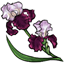 Glory Bearded Iris