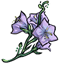 Lavender Bellflowers