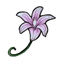 Lavender Split Bellflower