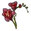 Red Freesia Sprig