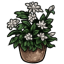 Planted Geranium