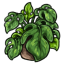 Planted Mini Monstera