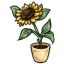 Planted Sunflower