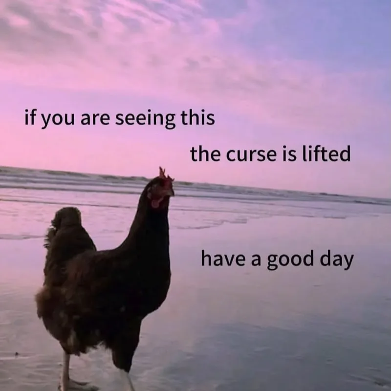 A chicken walking on a sunrise beach with the text "If you are seeing this, the curse is lifted. Have a good day."