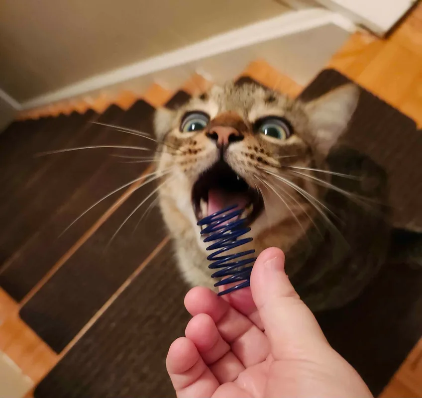 My cat, Evee