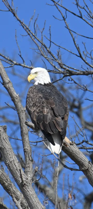 An American eagle, in a tree.