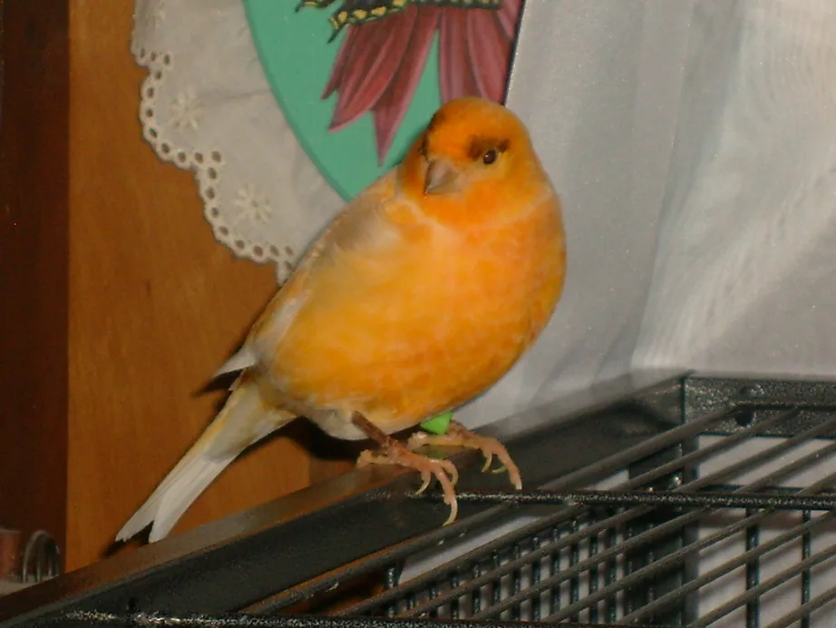 My Canary Owen