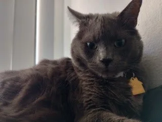 Grey Cat with air plane ears