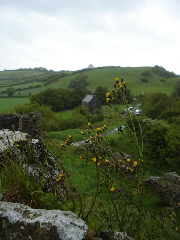 Far off photo of a graveyard in Ireland with the closer focus on small flowers