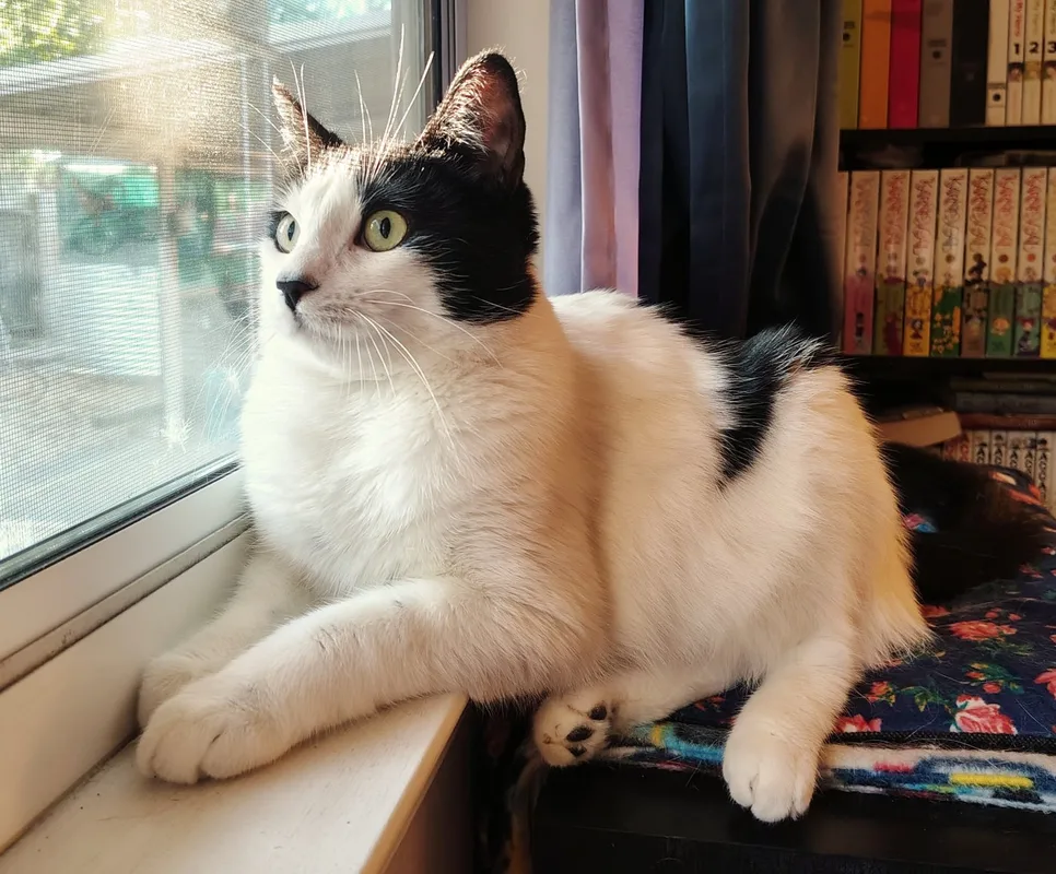 White and black cat looking out the window