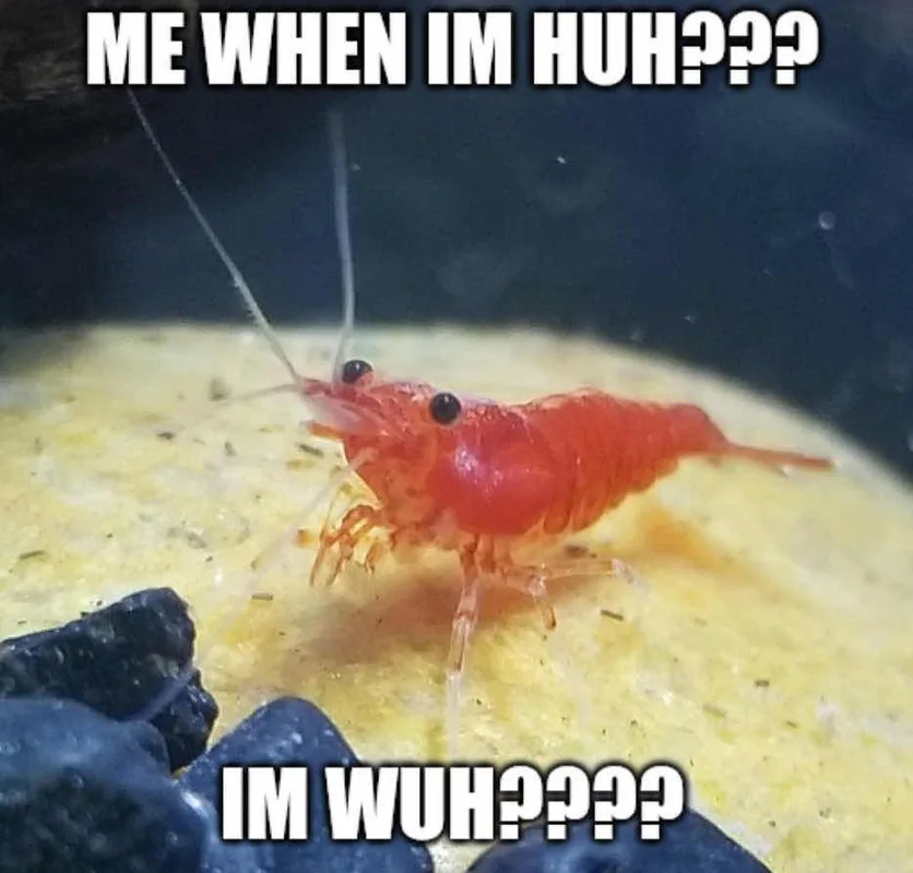 Top and bottom text that reads "ME WHEN IM HUH??? IM WUH????" on top of a cherry shrimp standing on yellow sediment, likely in a tank.